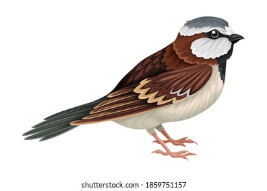 Sparrow as Warm-blooded Vertebrates or Aves Vector Illustration