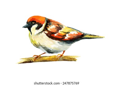 sparrow watercolor, vector illustration