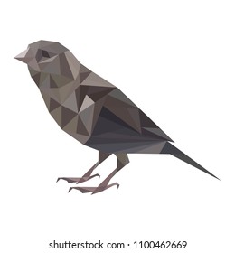 SPARROW IN WHITE BACKGROUND, VECTOR