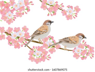 Sparrows and cherry blossom in spring.