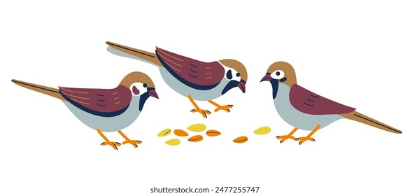 Sparrows eat seeds. Tiny sparrow birds on white background