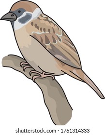 
Sparrows are familiar wild birds
