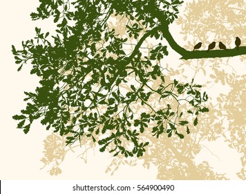 sparrows on an oak branch