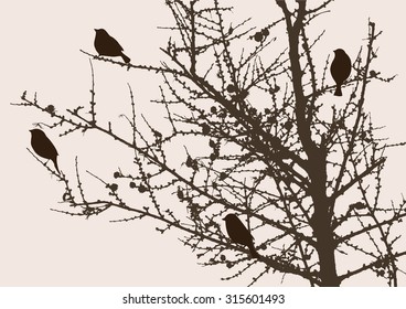 sparrows on a pine tree