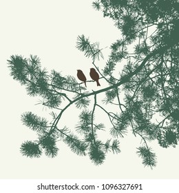 Sparrows on the spruce branches