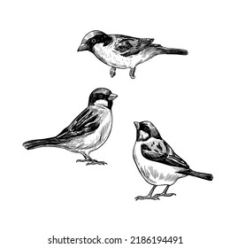 
Sparrows set. Hand draw vector sketches of birds.
Illustration in vintage style. Isolated design elements.
