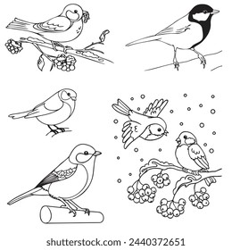 Sparrows and tits sit on branches with berries, there is snow on the branches, a bird has a worm in its beak. A set of sketches for children's coloring