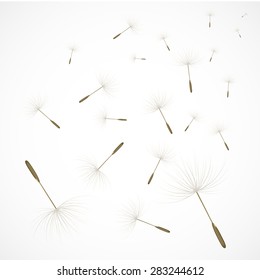Sparse of dandelion's seed. Vector illustration for graphic design.