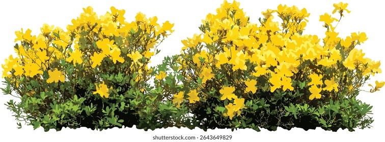 Spartium junceum arbusto de vassoura espanhola e arbusto de azálea amarelo Rhododendron luteum frontal isolado, ilustração vetorial, vegetação de jardim, arbustos floridos, plantas de jardim botânico.