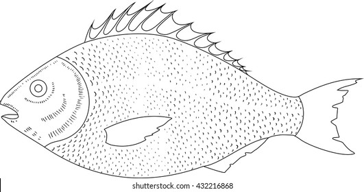 sparus aurata 