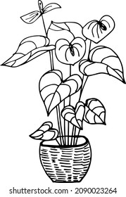 Spathiphyllum, flower of Love, Potted flower, House plant, hand-drawn, Hand-drawn doodles illustration,
Line art
