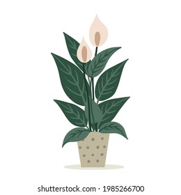 Spathiphyllum flower in a pot. Hand-drawn. Vector illustration.
