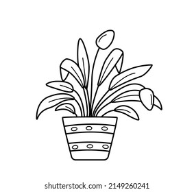 Spathiphyllum In A Flowerpot. Vector Illustration Potted House Plant Sketch