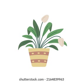 Spathiphyllum in a flowerpot. Vector illustration potted house plant