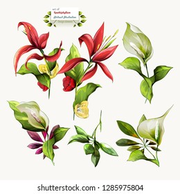 Spathiphyllum flowers. Illustration of nature elements for fabric, textile and other prints. Abstract, watercolor. Hand drawn. Vector - stock. 
