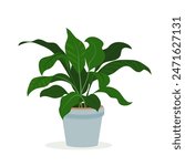 Spathiphyllum houseplant in pot for interior decoration. Peace lily home plant in flowerpot. Vector flat illustration indoor flower in a pot on a white background