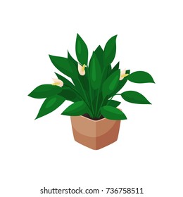 Spathiphyllum houseplant, potted flower vector illustration