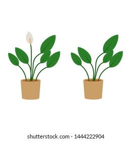 Spathiphyllum potted flat icon, indoor plant, flower vector illustration isolated on white background