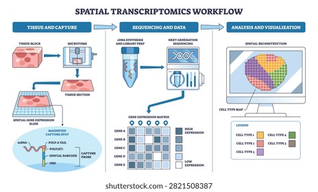 Spatial transcriptomics workflow diagram shows tissue section, sequencing tube, and cell-type map, summarizing capture to analysis in clear steps, transparent background