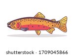 Spawning cutthroat Trout  fish design Illustration vector art