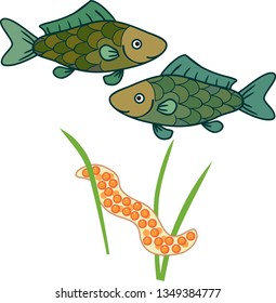 Spawning freshwater fish
