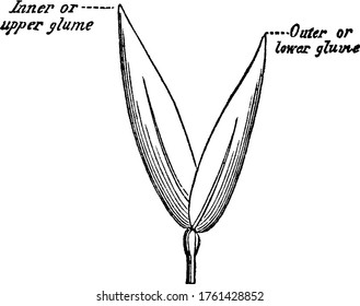 Spear Grass or Speargrass is the common name of numerous herbaceous plants., vintage line drawing or engraving illustration. 