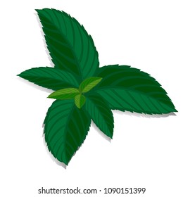 Spearmint green leaf. Vector fresh mint leaves on a white background. Menthol healthy aroma. Herbal nature plant.