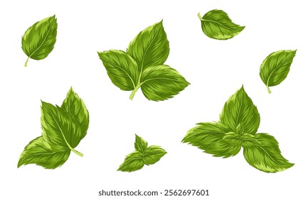 Spearmint leaves on white background. Vector set of herbal element for advertising, packaging design, greeting card and fashion design. Herbal tea supplement. Medical plants and spicy herbs