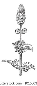 Spearmint or Mentha spicata, showing flowers, vintage engraved illustration. Dictionary of Words and Things - Larive and Fleury - 1895