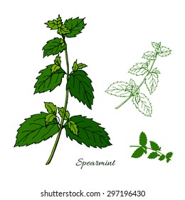 Spearmint (mint herb).
Hand drawn sketch isolated on white background.
Vector illustration.