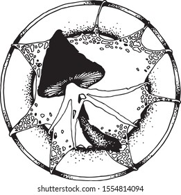 Special linear space mushroom.1