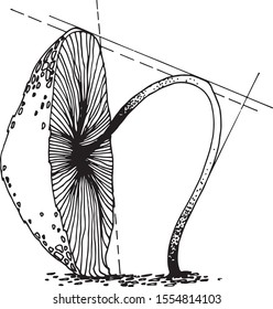 Special linear space mushroom.2