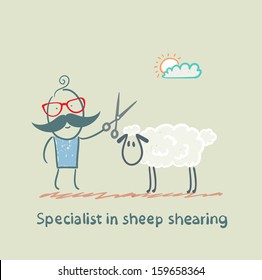 Specialist sheep shearing