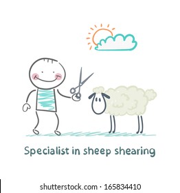 Specialist sheep shearing