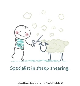 Specialist sheep shearing