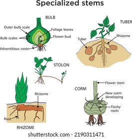 Specialized Stems. Stem Cell Application. Embryonic Origin Of Tissues And Major Organs.