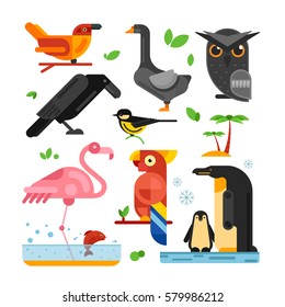 species of birds