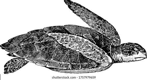 A species in the Chelonioidea of sea turtles, vintage line drawing or engraving illustration.