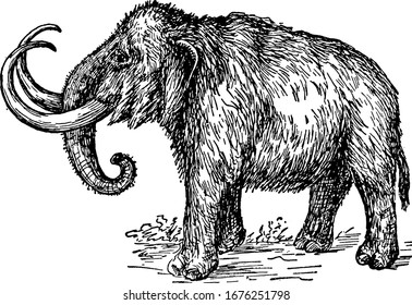 Species of the extinct genus Mammuthus, one of the many genera that make up the order of trunked mammals and were large like Asian elephants, vintage line drawing or engraving illustration.