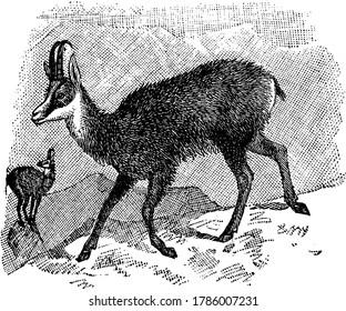 A species of goat-antelope native to mountains in Europe, possesses the power of scenting man at an almost incredible distance, and hence escapes from the trap of the hunters, vintage line drawing