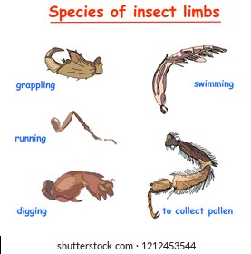 species insect  limbs isolated on white background. species insect legs to swimming, to running,  to digging, to grapling, to colect pollen. educationn vector infographic.