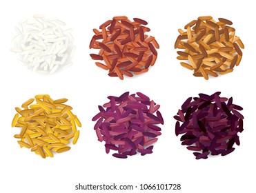 Species of rice seed vector illustration