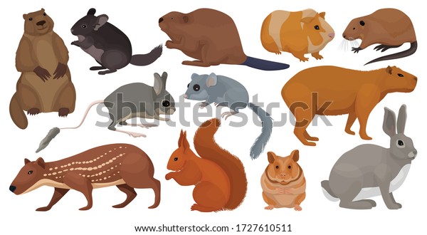 Species of rodents vector cartoon set icon.\
Isolated cartoon set icon gnawer.Vector illustration species of\
rodents on white\
background.
