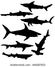 the species of shark silhouette