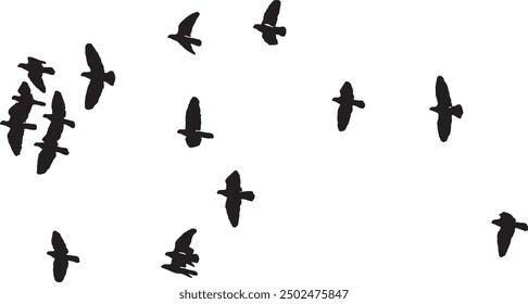 species in silhouette form. These illustrations are typically simple, black-and-white designs that showcase the distinct shapes and profiles of birds in different poses, such as flying.