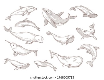 Species of whales isolated hand drawn vector illustration set. Engraved vintage narwhal, humpback, beluga and blue whale vintage sketch. Sea animals and ocean wildlife concept