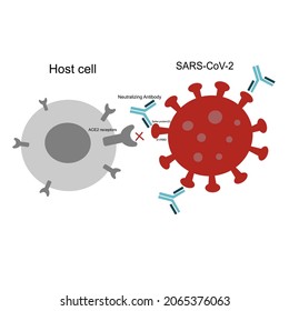 The specific binding between ACE2 receptors of host cells and spike protein of SAR-COV-2 are inhibit by neutralizing antibodies at S1 RBD region.