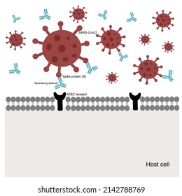 Die spezifische Bindung von Spike (RBD-Region)-Protein von SARS-CoV-2- und ACE2-Rezeptoren der Wirtszelle wird durch Neutralisierung von Antikörpern gehemmt, die den Viruseintritt in die menschliche Zelle verhindern.