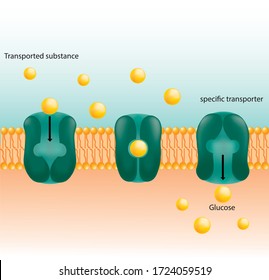 Specific substrate transport across the cell membrane