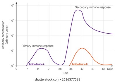 Specificity of immunological. Primary immune response and secondary immune response.